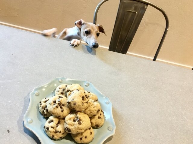 dog with cookie